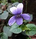 Viola riviniana