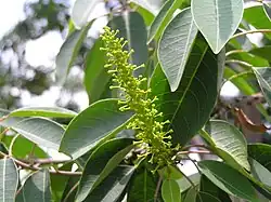 Sapium discolor