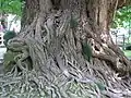 Ginkgo tree