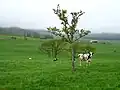 Ranch in Sarabetsu