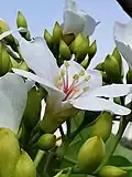 Male flower