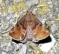 Ommatophorini: Ommatophora luminosa