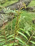 Young frond