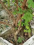 Herbs or subshrubs