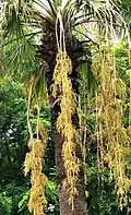 Washingtonia, inflorescence and the fruiting season