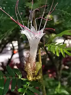 Calliandra surinamensis petaloid stamens