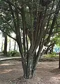 Black bark and heartwood