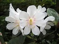 Rhododendron konori