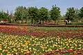 Field of tulips in Beijing International Flower Port
