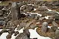 Stone Circles