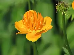Flower and developing ovary