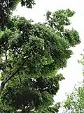 Branches