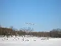 red-crowned cranes