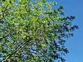 Branches and leaves