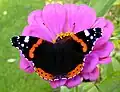 Vanessa atalanta