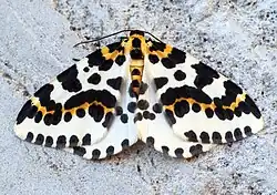 Gooseberry moth