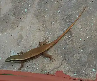 Dorsal view