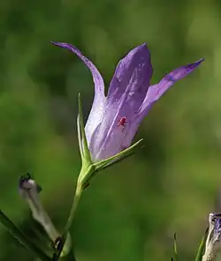 Campanula rapunculus with Phytoseiulus persimilis