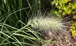 Cenchrus longisetus
