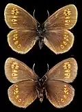Erebia alberganus