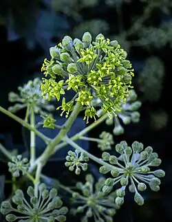 Hedera helix (umbels in a panicle)