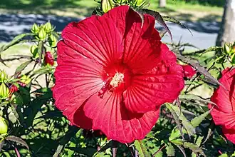 Red flower