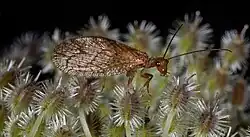 Micromus angulatus