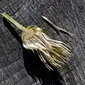 Flower (cross-section)