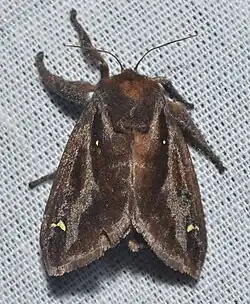 Final stage of acharia stimulea