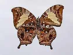 Specimen on display at the Museo Civico di Storia Naturale di Trieste