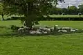 Sheep in the shade