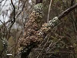 Menegazzia testacea, on a small tree in the Rangipo Desert, New Zealand. Scale bar = 1&nbsp;cm.