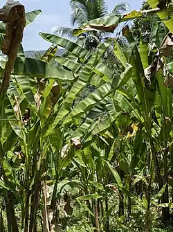 1. Abacá plants have several stalks which can be harvested annually and regenerate fully within a year.[17]