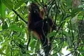 Orangutan by the river