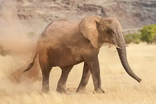 Dust bathing