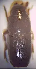 female