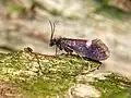 Male