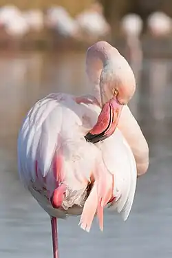 Greater flamingo preening in Camargue, France