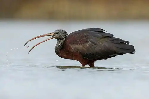 Eating a worm, Camargue, France