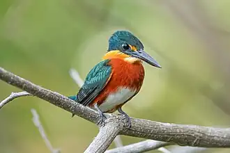 026 American pygmy kingfisher in Encontro das Águas State Park Photo by Giles Laurent