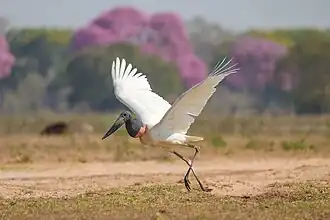 Jabiru taking off in the Pantanal, Brazil