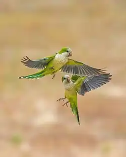 Couple in flight in Mato Grosso, Brazil