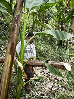 2. Abacá plants are harvested by “topping”, cutting the leaves with a bamboo sickle, cutting or “tumbling” the stalks. The leaves are compost on the ground, creating a fertiliser.