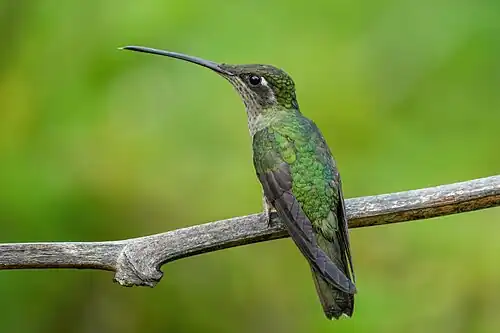 female, lateral view
