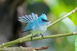 African blue flycatcher showing chest feathers