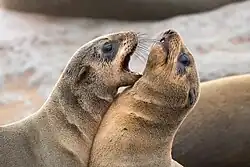 Juvenile cape fur seals fighting at Cape Cross, Namibia