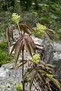Young leaves and flower buds of subsp. racemosa