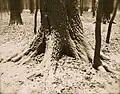 1000 Oaks, 1897. Albumen silver print, 18 x 23&nbsp;cm. The Wassmann Foundation, Washington, D.C.