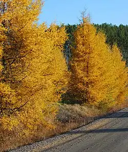 Larches, like this Larix laricina in Vermont, are deciduous, dropping their leaves in autumn.
