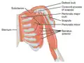 Subclavius (labeled top left) — frontal view